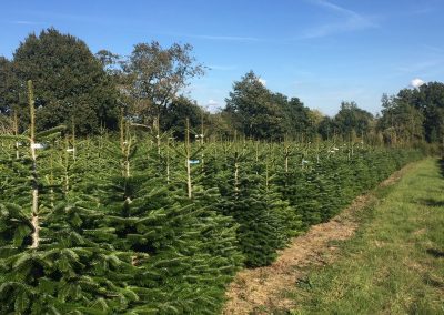 Hole Park Christmas Trees, Rolvenden, Kent.