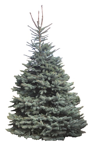 Blue tinted christmas tree without ornaments on a fresh white background