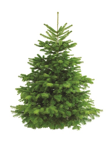 studio shot of a fresh christmas tree without ornaments, isolated on white