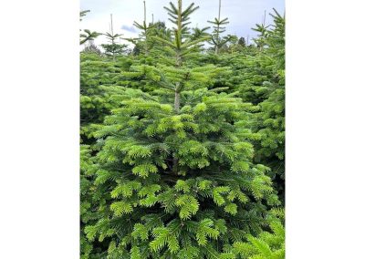 Norway Spruce in Plantation.